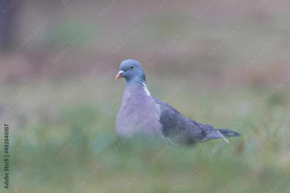 Wood pigeon Columba palumbus in close view on ground Wood pigeon Columba palumbus in close view on ground