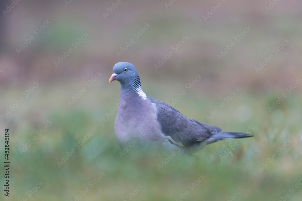 Wood pigeon Columba palumbus in close view on ground Wood pigeon Columba palumbus in close view on ground