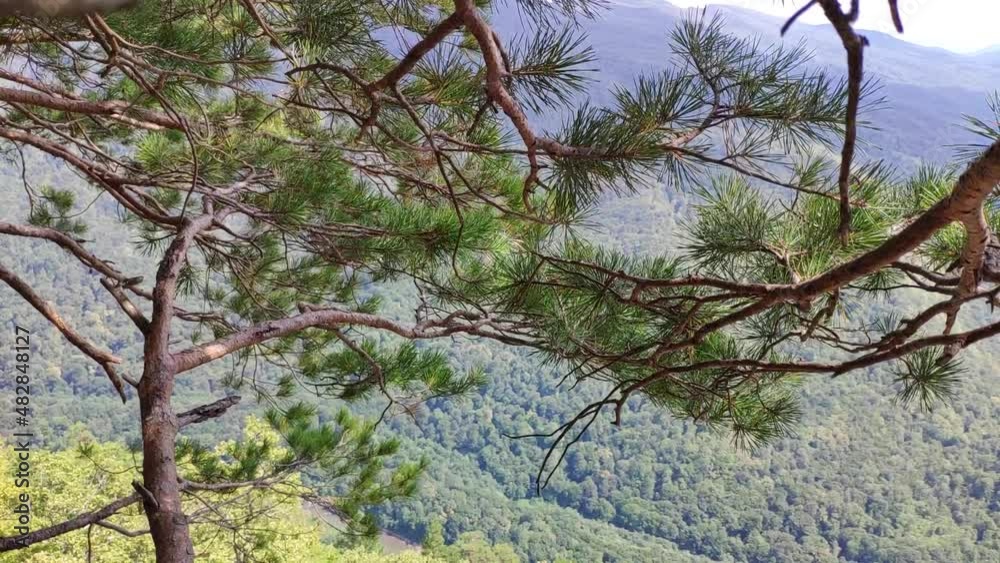 View from the mountain to the mountain valley through pine branches. There's a forest below. The time of year is summer. View from the mountain to the mountain valley through pine branches. There's a forest below. The time of year is summer.