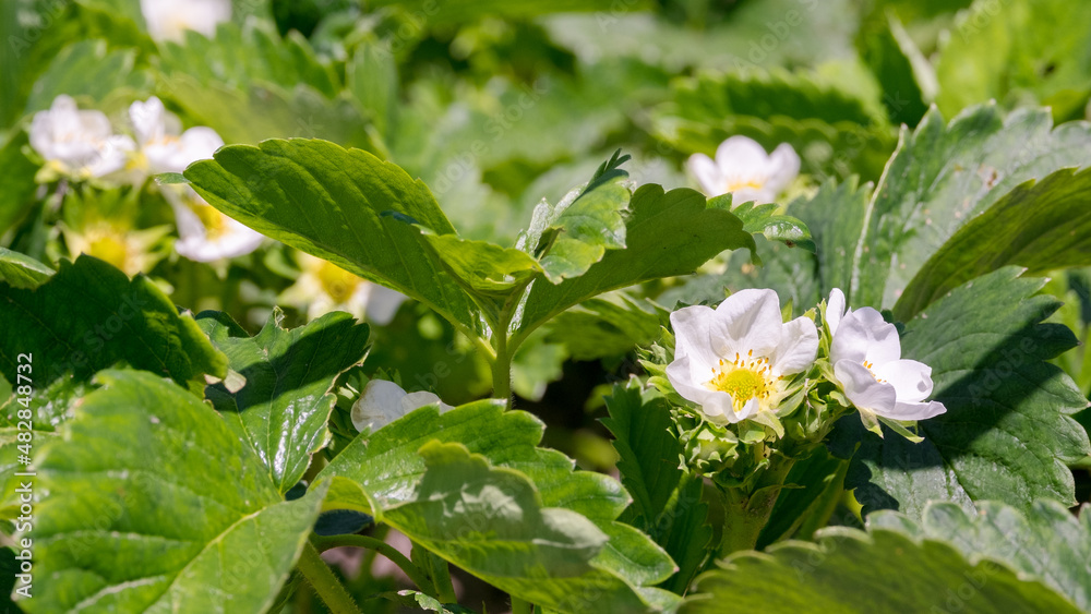 strawberries are in bloom
