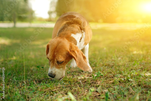 Photography Hunting dog beagle sniffs the grass in the park in summer at sunset