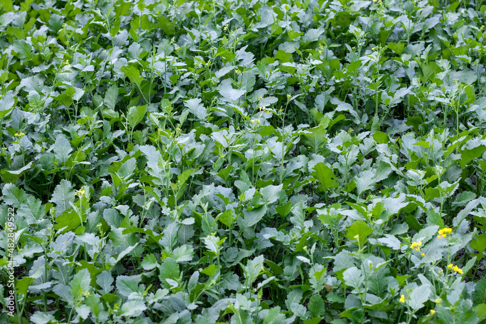 Growing organic fresh mustard plants in the agricultural field