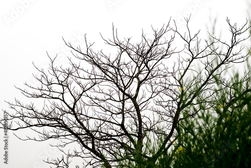 Dead tree with leafless dry branches under the foggy sky in the evening
