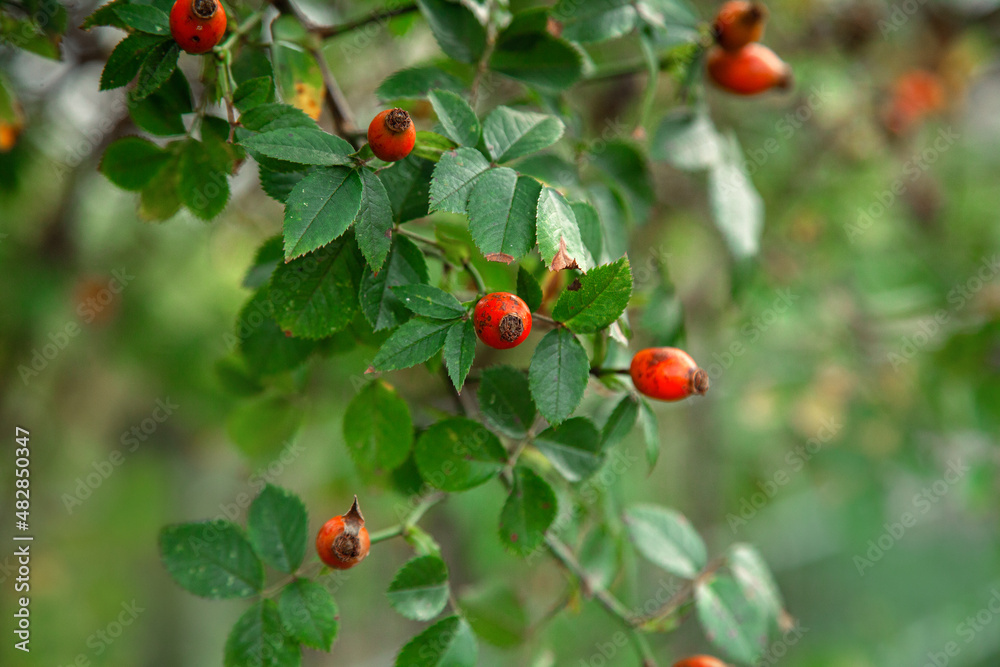 red rosehip and laves outdoors in garden
