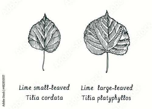 Lime small-leaved (Tilia cordata) leaf and Large-leaved Lime (Tilia platyphyllos) leaf. Ink black and white doodle drawing in woodcut style.. Ink black and white doodle drawing in woodcut style.