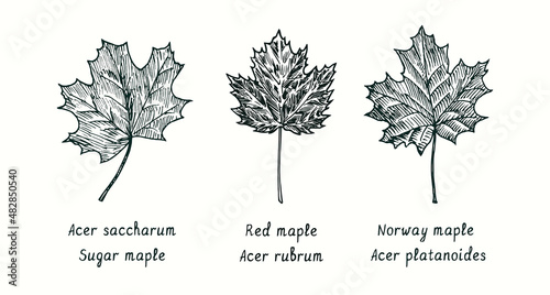 Sugar maple (Acer saccharum), Red maple (Acer rubrum) and Norway maple (Acer platanoides) leaf. Ink black and white doodle drawing in woodcut style.