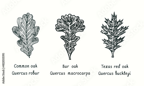 Common oak, Bur oak (Quercus macrocarpa) and Texas Red Oak  (Quercus buckleyi) leaf. Ink black and white doodle drawing in woodcut style.