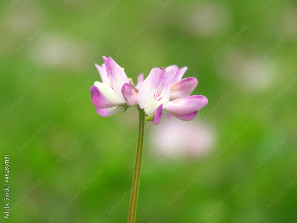 蓮華の花～日本の風景