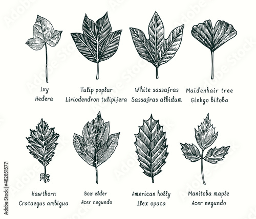 Ivy, Tulip poplar, White sassafras, Ginkgo biloba, Hawthorn, Box elder, American holly, Manitoba maple, leaves collection. Ink black and white doodle drawing in woodcut style.