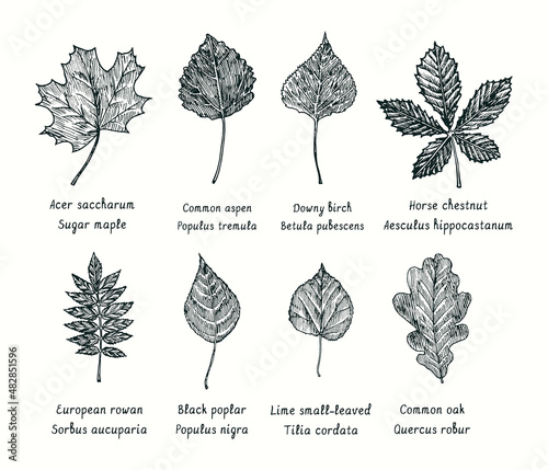 Sugar maple, Common aspen, Downy Birch, Horse chestnut, European rowan, Black poplar, Lime small leaved, Common oak   leaves collection. Ink black and white doodle drawing in woodcut style.
