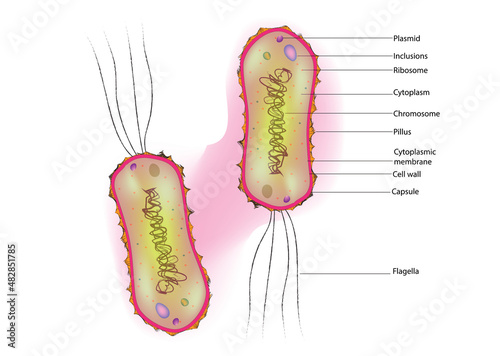 Lophotrichous bacteria anatomy (multiple flagella located at the same spot on the bacteria's surfaces which act in concert to drive the bacteria in a single direction)
