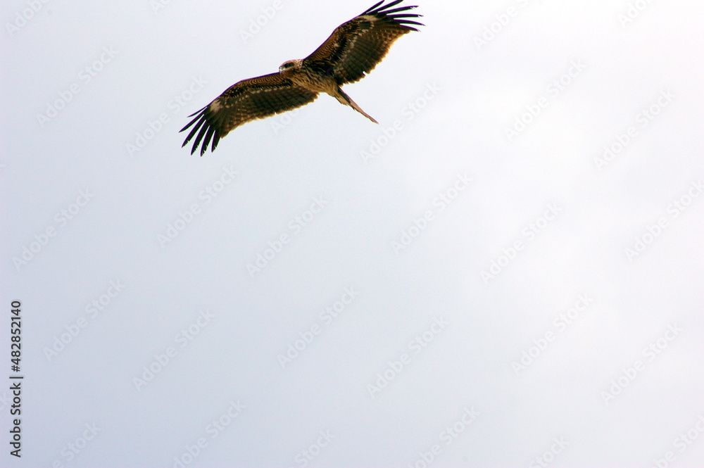 Fototapeta premium とび