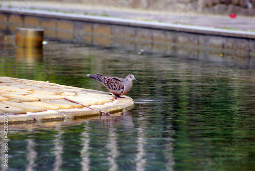 水飲みに来た鳩ポッポ～日本の風景