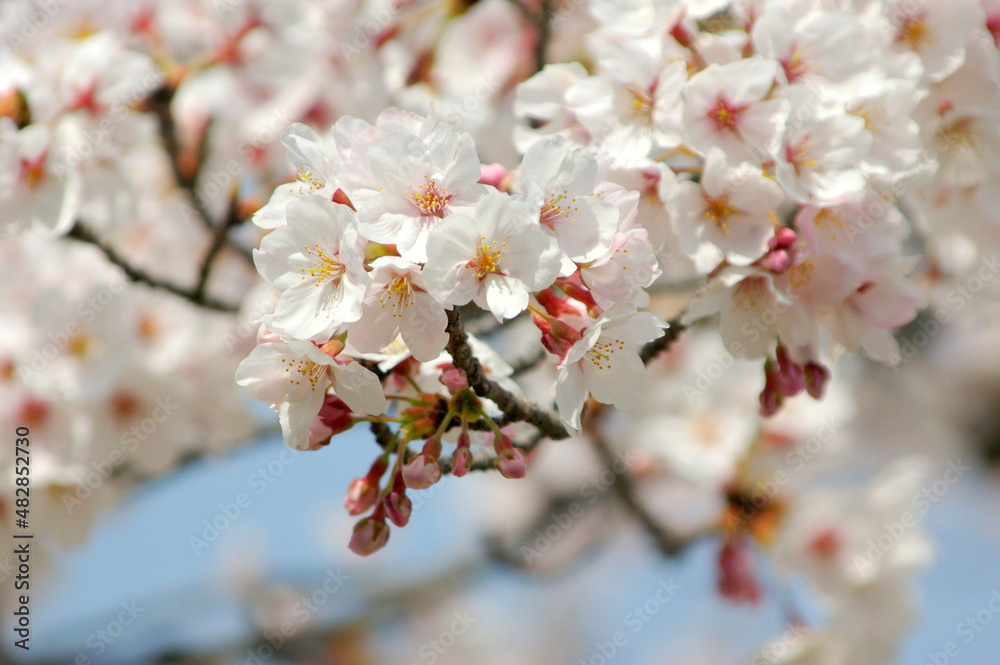 川面の桜~日本の風景 川面の桜~日本の風景
