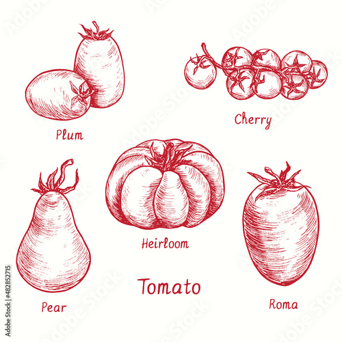 Tomato variety collection. Plum, Cherry, Pear, Heirloom, Roma. Ink black and white doodle drawing in woodcut style