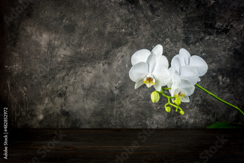 White orchid flower on a dark grey background with copy space