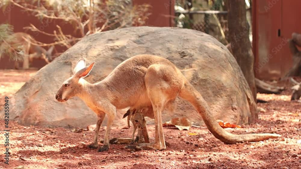 Kangaroo mother and baby kangaroos in abdominal sac farm Asia Thailand ...