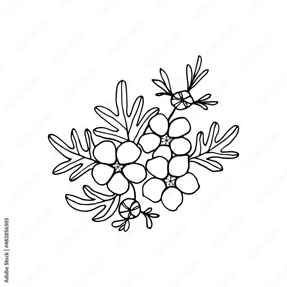 Flowering branch of ornamental shrub cinquefoil with flowers, buds, leaves, freehand drawing with a liner.