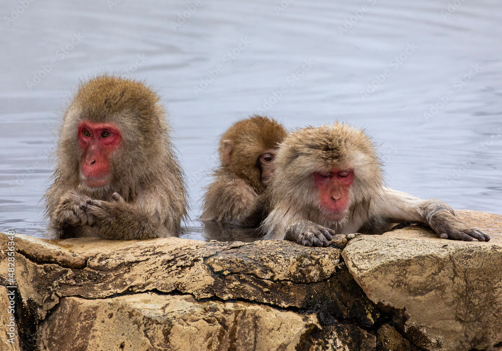 Fototapeta premium SNOW MONKEY