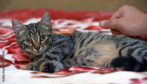 cute little tabby kitten on the couch