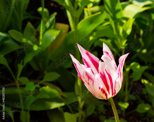 Marilyn sort pink white striped tulip. A sunny shallow depth of field photo with copy space good for cards, posters, website decoration etc.