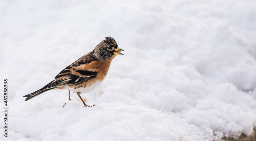 sparrow bird istanbul city nature sparrow bird istanbul city nature
