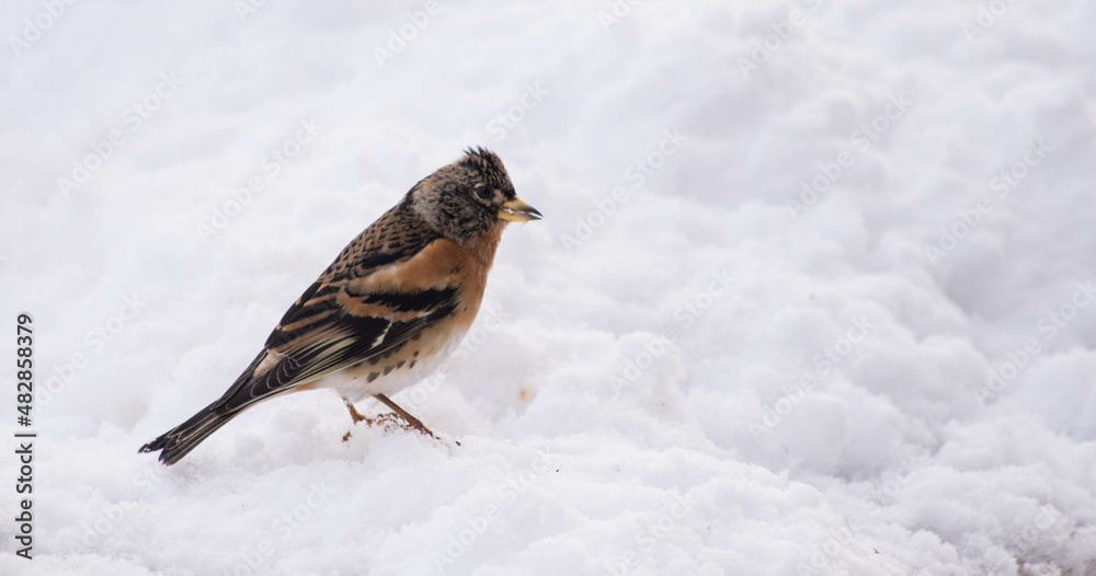 sparrow bird istanbul city nature sparrow bird istanbul city nature
