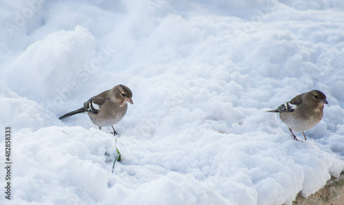 sparrow bird istanbul city nature