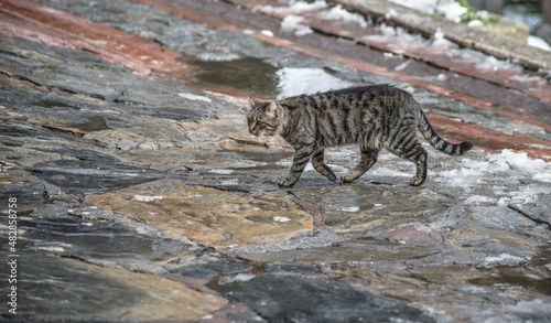 cat city snow winter istanbul