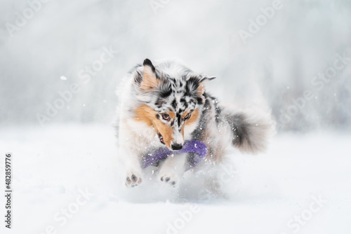 Dog in snow © Maria