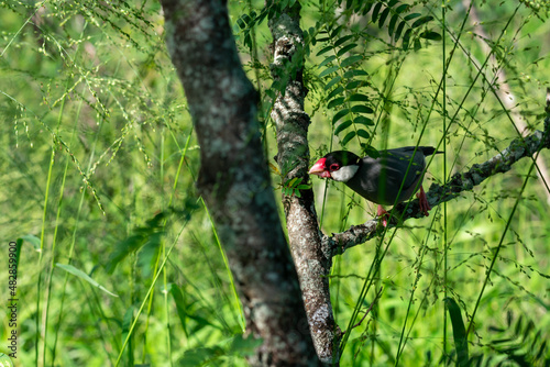 bird on a branch