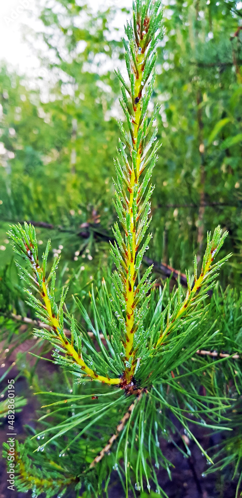 coniferous branch in water drops after rain in the forest coniferous branch in water drops after rain in the forest