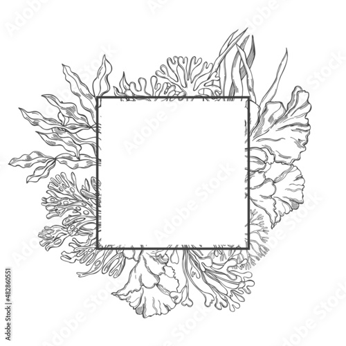 Edible  algae.  Vector  illustration.