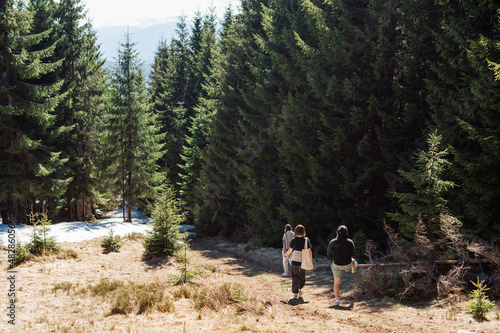 Group of tourists walk in the mountains, go down into the coniferous forest on the slope