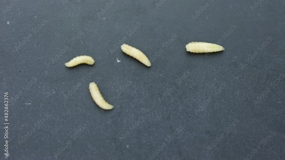 Live fly larvae, musca domestica, on gray background