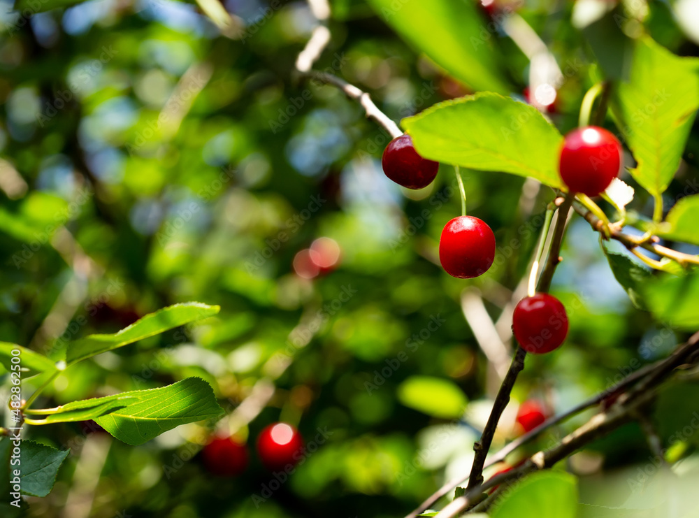 Ripe red summer cherry. A selective focus sunny bright photo with free blank copy space for text. For cards, posters, website decoration etc. Ripe red summer cherry. A selective focus sunny bright photo with free blank copy space for text. For cards, posters, website decoration etc.