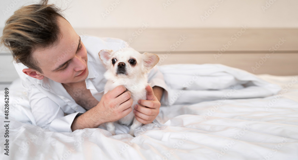 man in the morning smiling with his chihuahua dog in bed. Banner. man in the morning smiling with his chihuahua dog in bed. Banner.