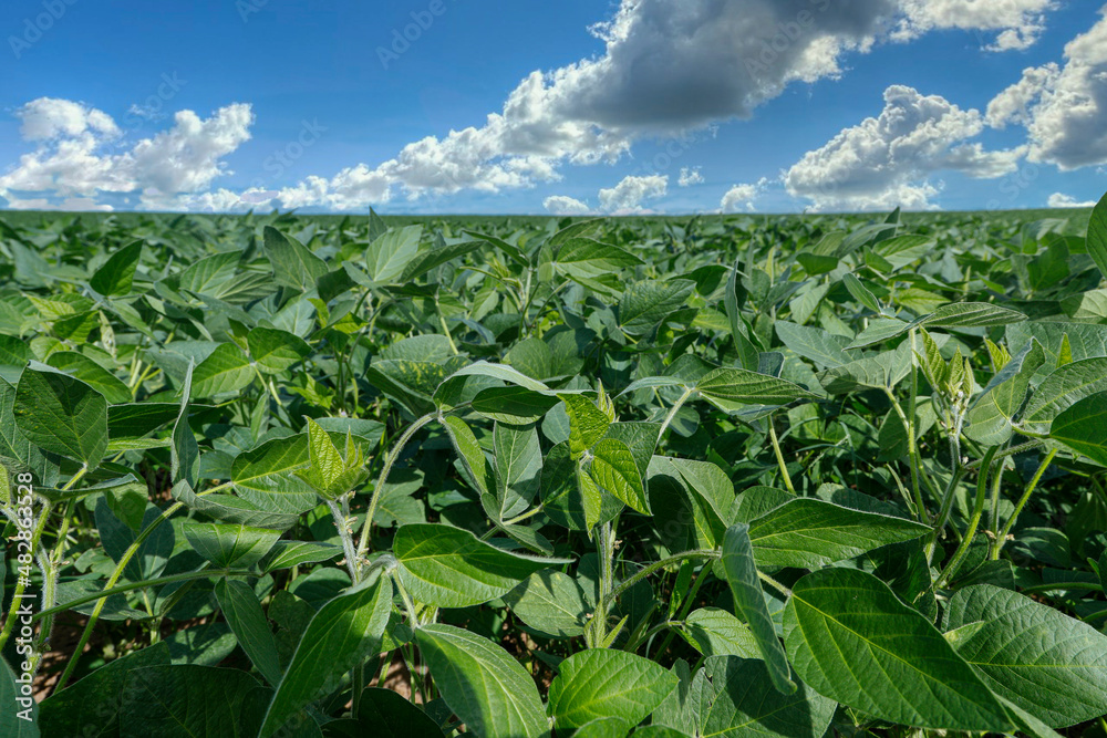 Agricultural soy plantation on blue sky - Green growing soybeans plant against sunlight