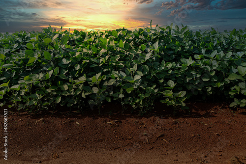 Agricultural soy plantation on sunset - Green growing soybeans plant against sunlight