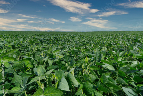 Agricultural soy plantation on blue sky - Green growing soybeans plant against sunlight