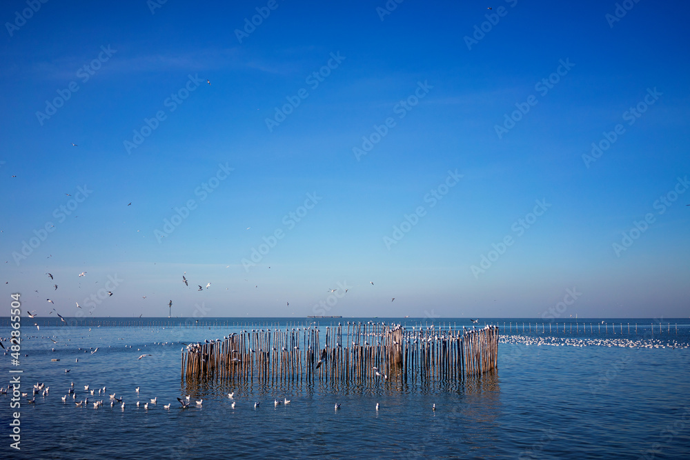 Seagulls swim in the sea in the morning