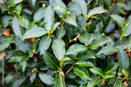 Tea Camellia sinensis the upper leaves on the bushes. Green tea leaves on a branch.