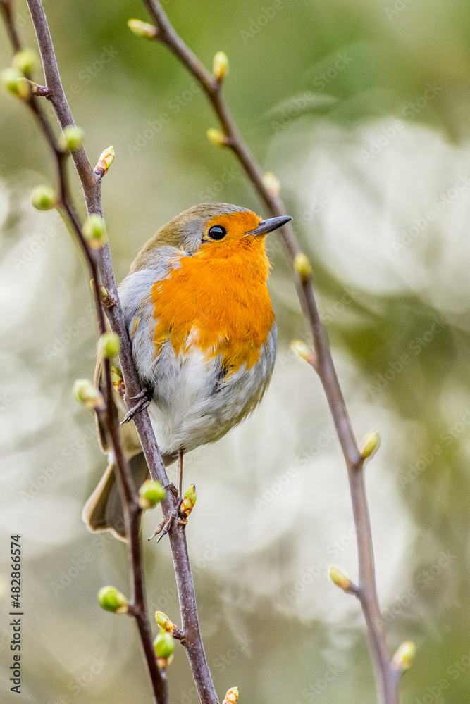 European robin (Erithacus rubecula) European robin (Erithacus rubecula)