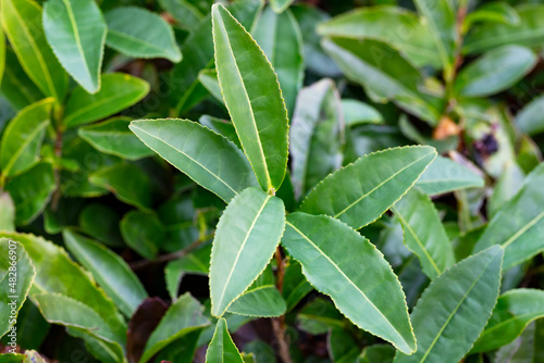 Tea Camellia sinensis the upper leaves on the bushes. Green tea leaves on a branch.