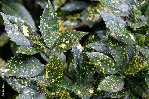 Foliage of spotted laurel binomial name: Aucuba japonica 'Variegata' , a popular shrub also known as Japanese laurel photo