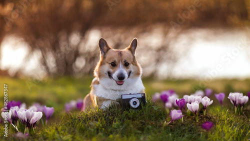 cute corgi dog puppy lies on a spring meadow among snowdrops with with a camera