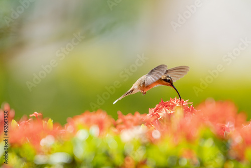 Pastel colored photo of a Little Hermit hummingbird, Phaethornis longuemareus, feeding on an orange Ixora hedge in warm sunlight. photo