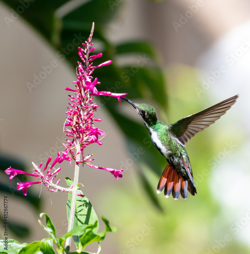 An agile female Black-throated Mango hummingbird, Anthracothorax nigricollis, feeding on a tropical purple flower in a garden. © Chelsea Sampson