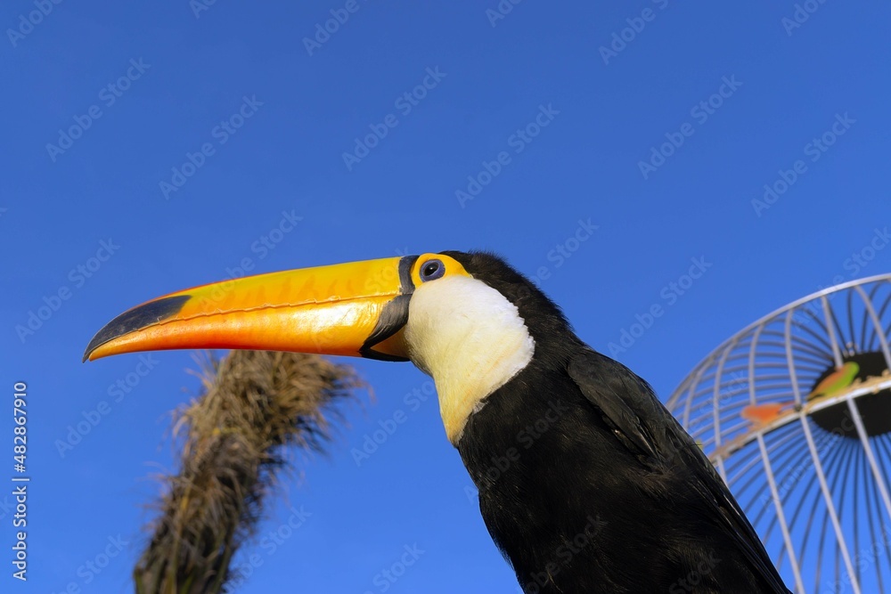 toucan of blue sky toucan of blue sky