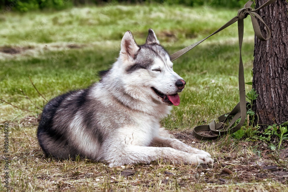 A beautiful husky dog having rest on the grass. Motion blur. Soft focus.